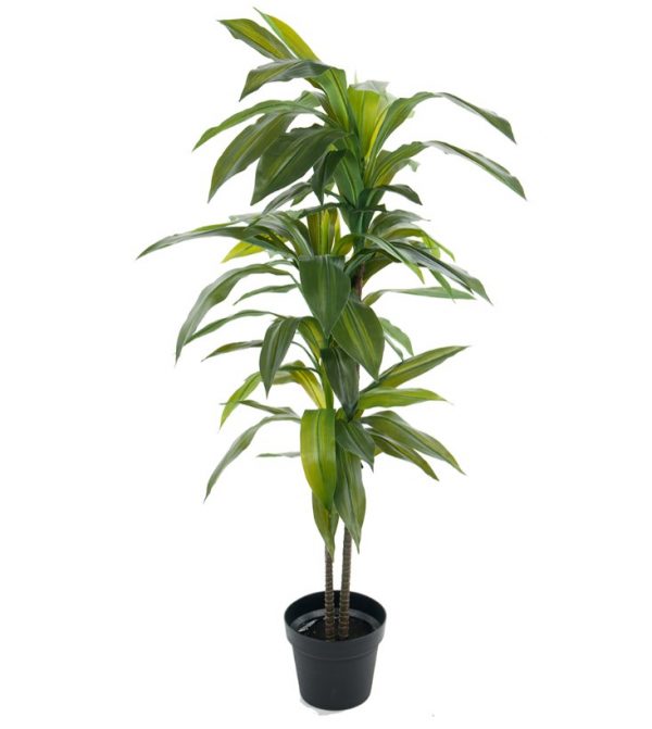Dracena 100 cm konstväxt
