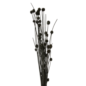 BOLLBLOMMA  SVARTA