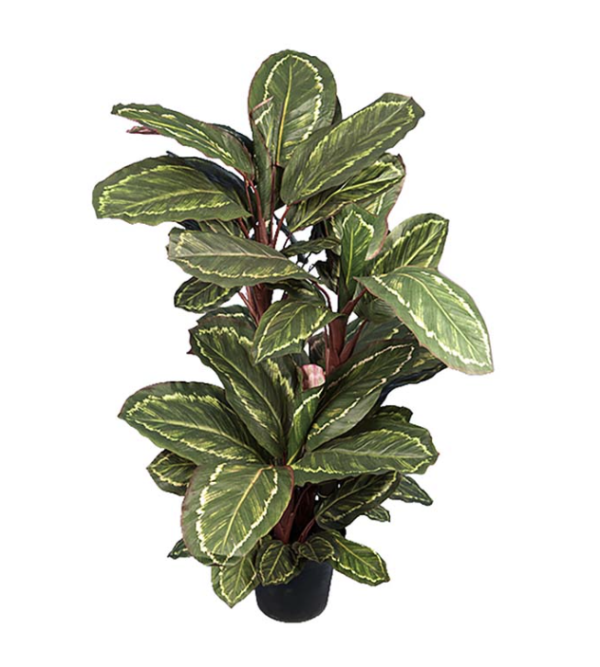 Maranta 104 cm