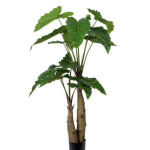 Alocasia Träd 150 cm